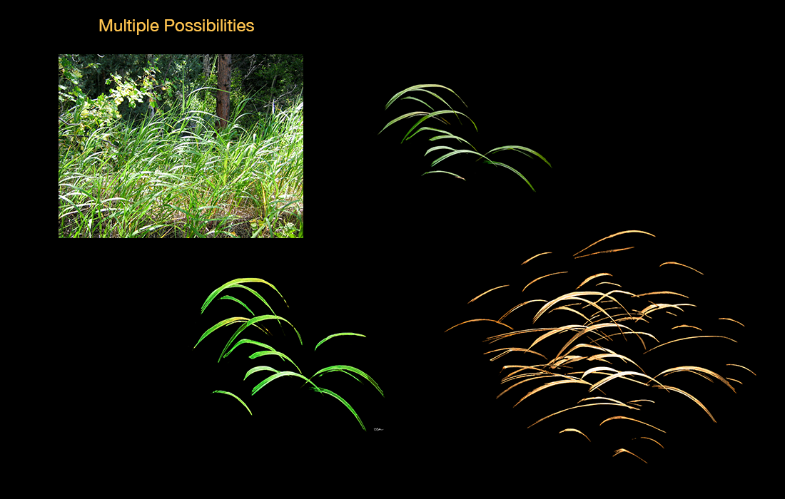 Grass Leaves extraction before and after